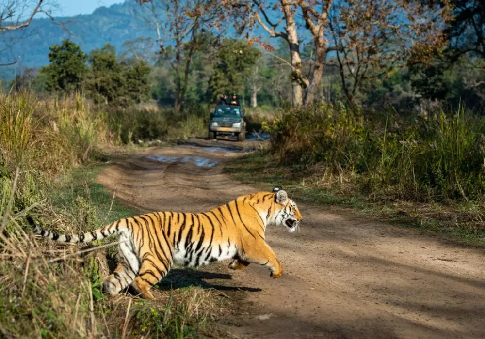 Ranthambore