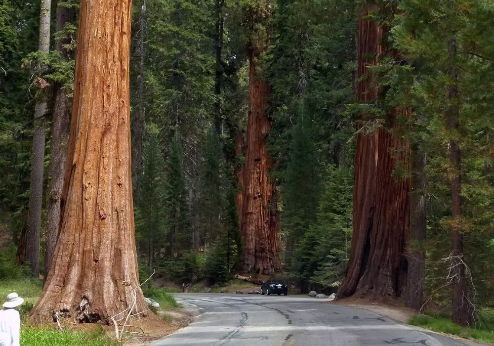 Kings Canyon National Park