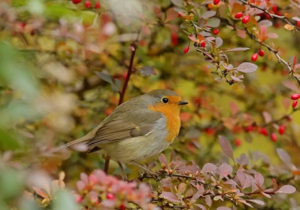 Attract Birds to Your Garden