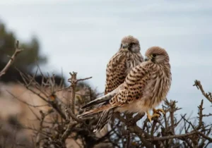 Birding Festivals