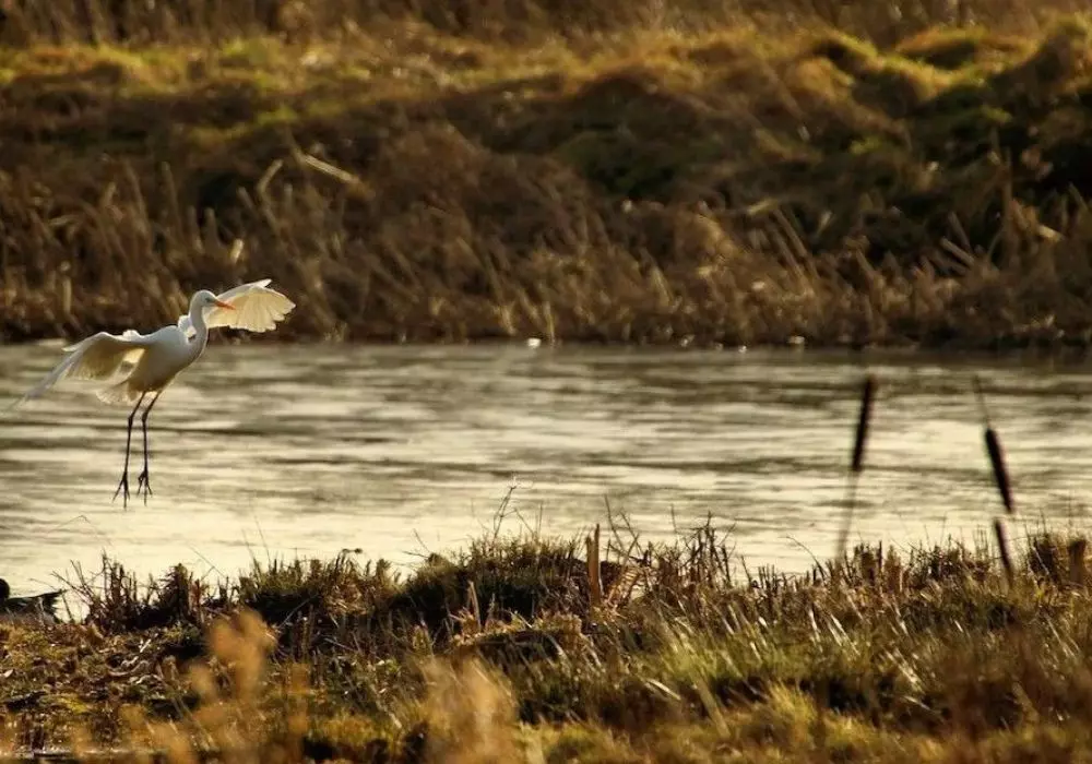 Birding Festivals