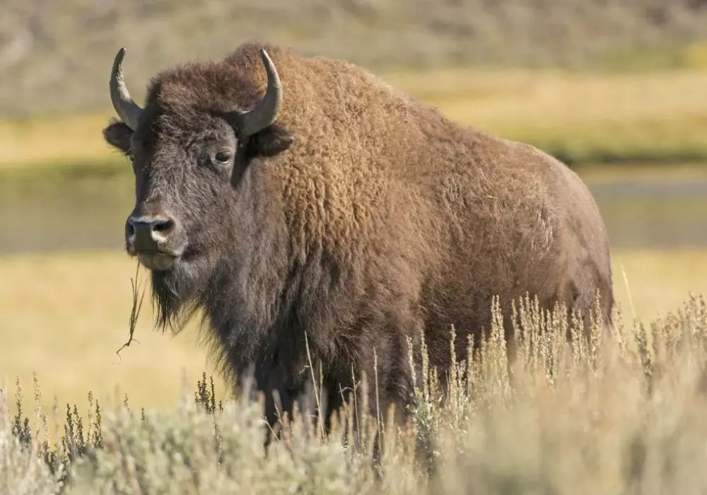 Yellowstone National Park