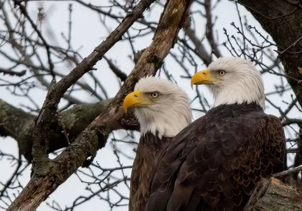 Birding Festivals