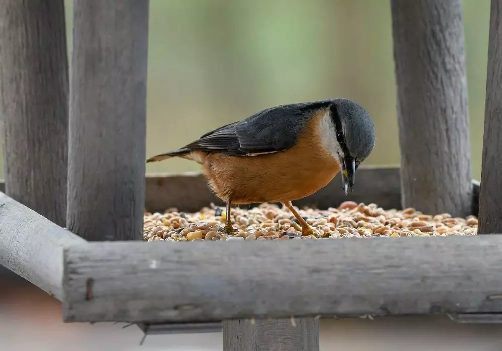 Attract Birds to Your Garden