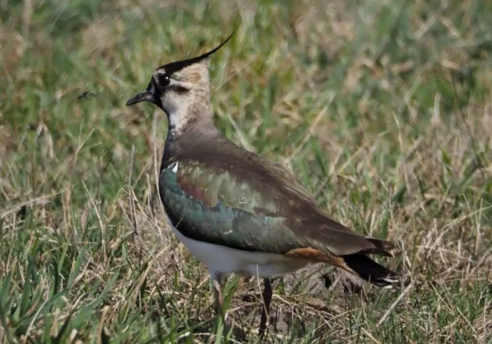 Why Birdwatching Matters