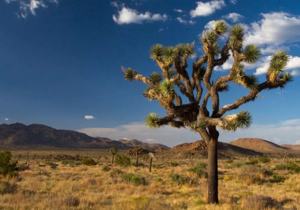 Joshua Tree National Park