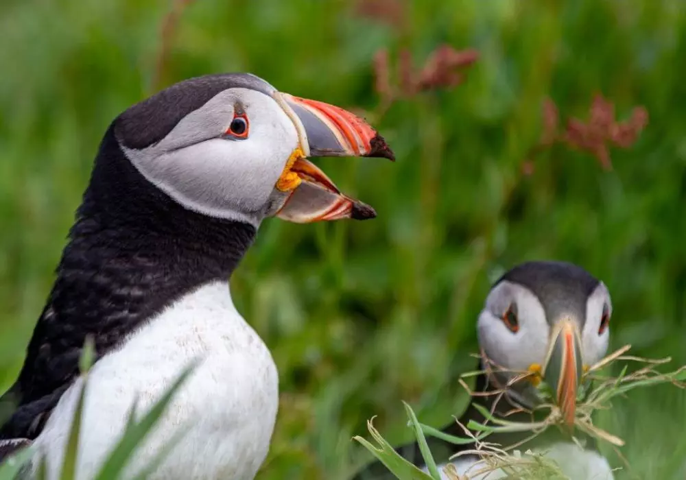 Why Birdwatching Matters