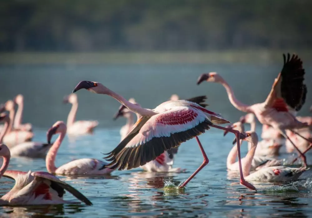 Attract Birds to Your Garden