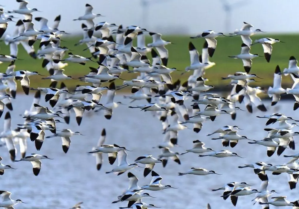 Birding Festivals