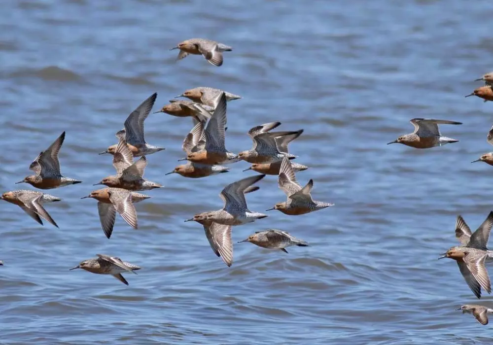 Birding Festivals