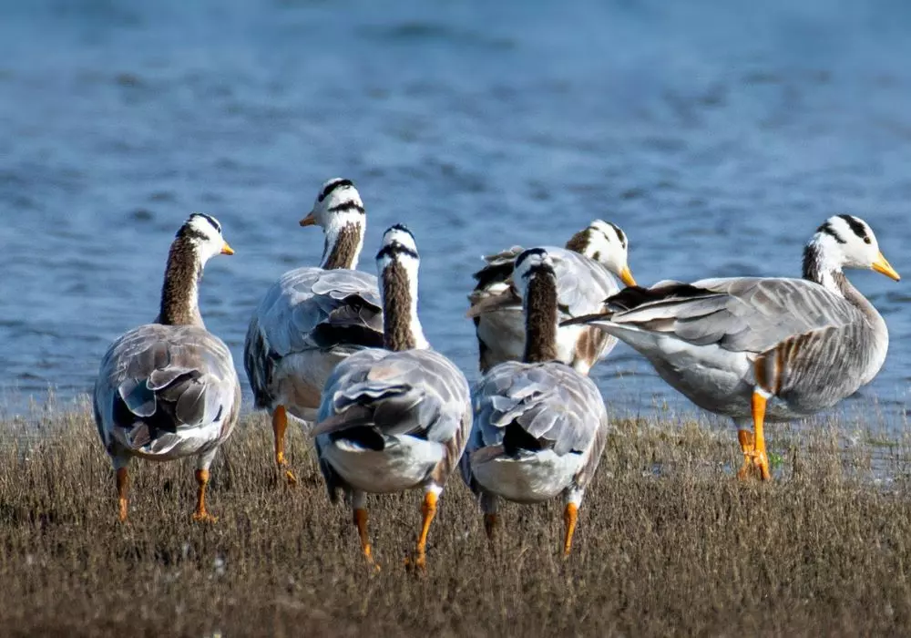 Habitat Loss and Fragmentation