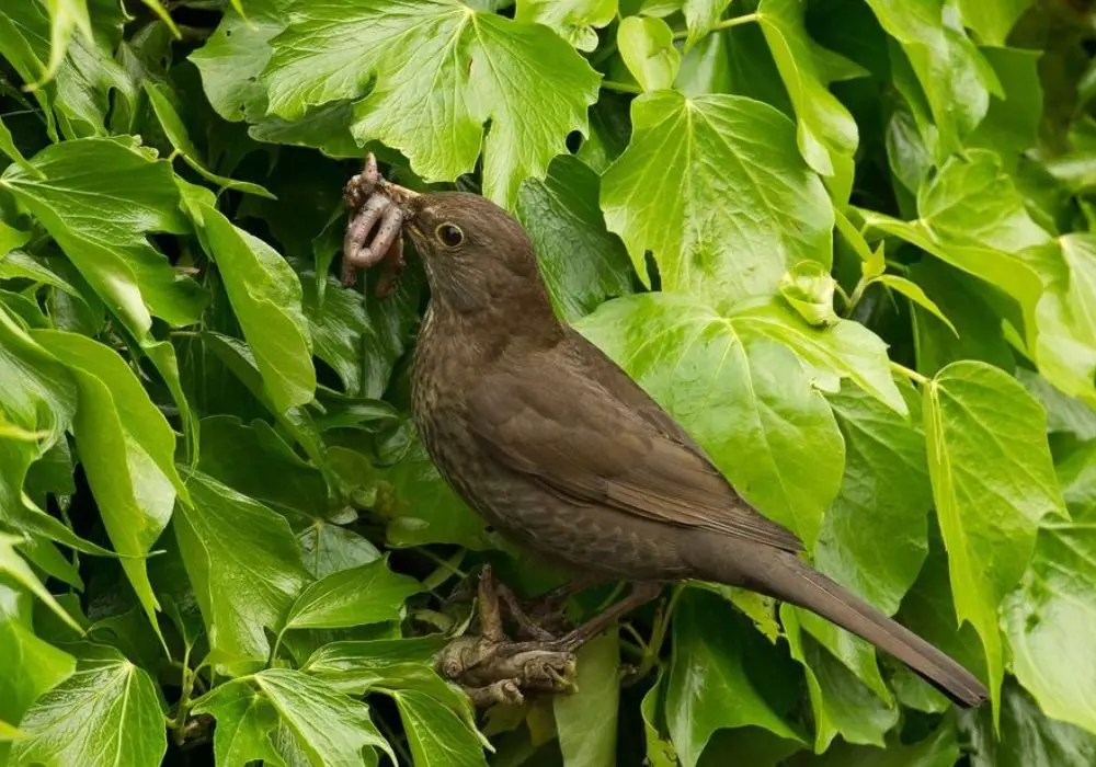 Why Birdwatching Matters