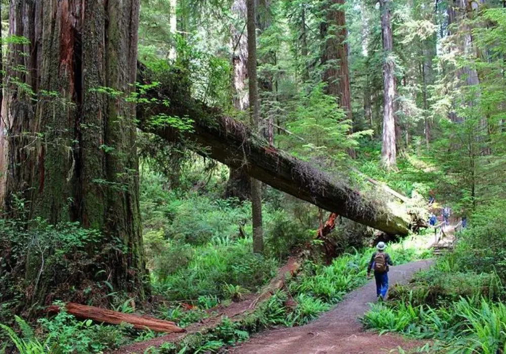 Redwood National and State Park