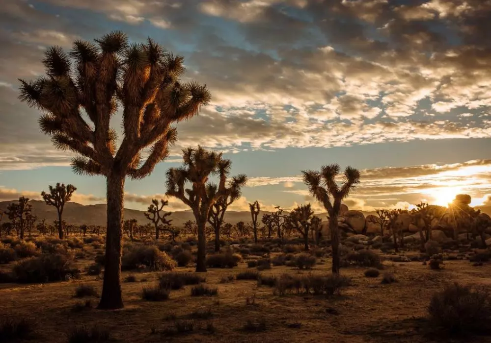 Joshua Tree National Park