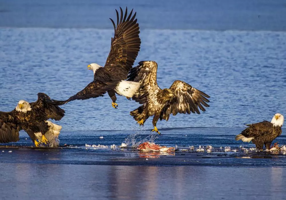 Birding Festivals