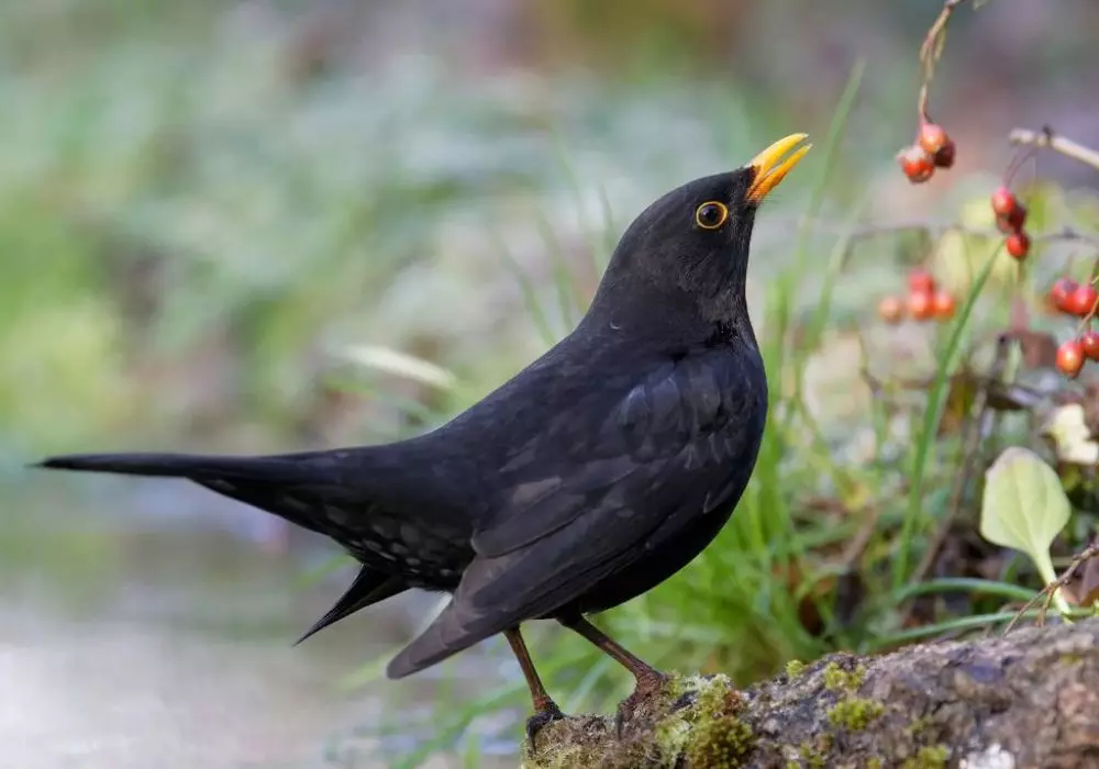 Birdwatching 