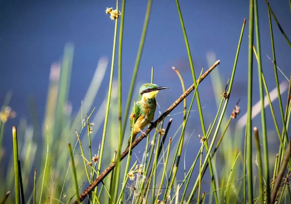 Birdwatching 