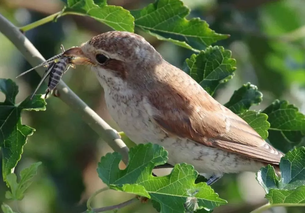 Why Birdwatching Matters