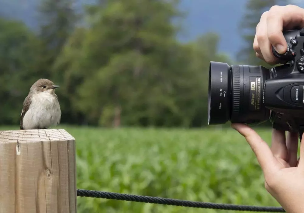 Birdwatching