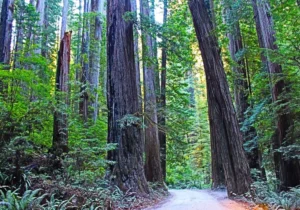 Redwood National and State Parks