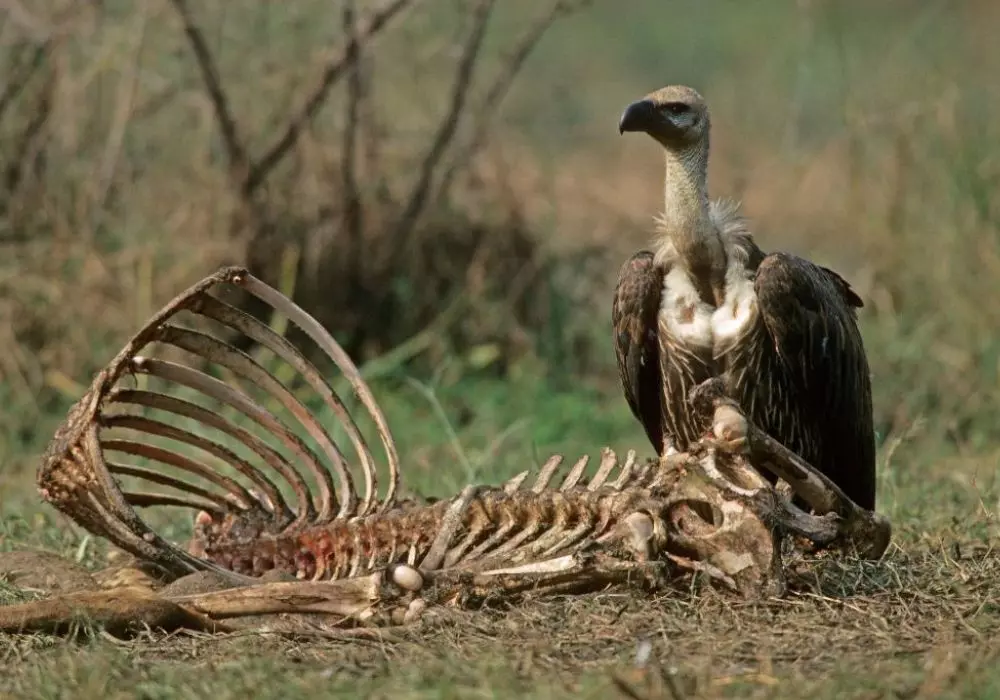 Why Birdwatching Matters