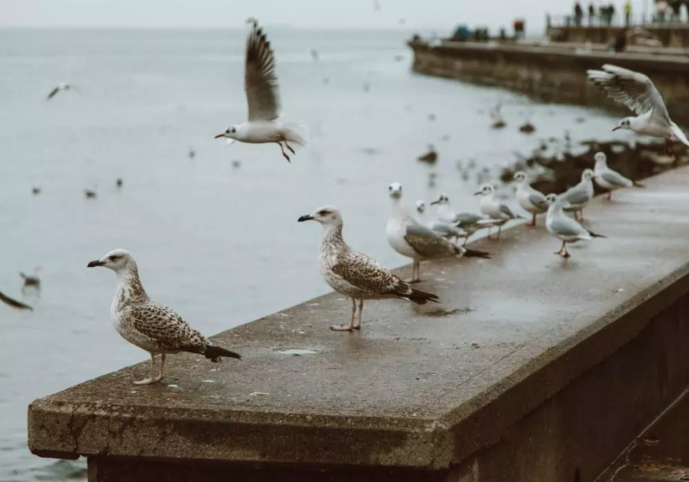 Bird Migration