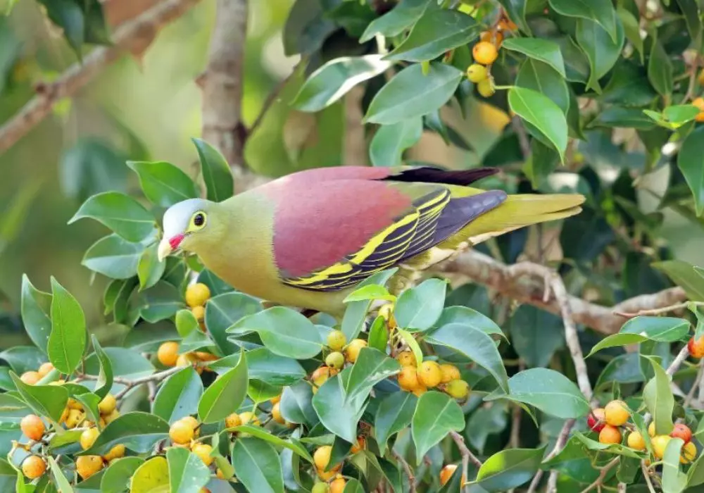 Why Birdwatching Matters