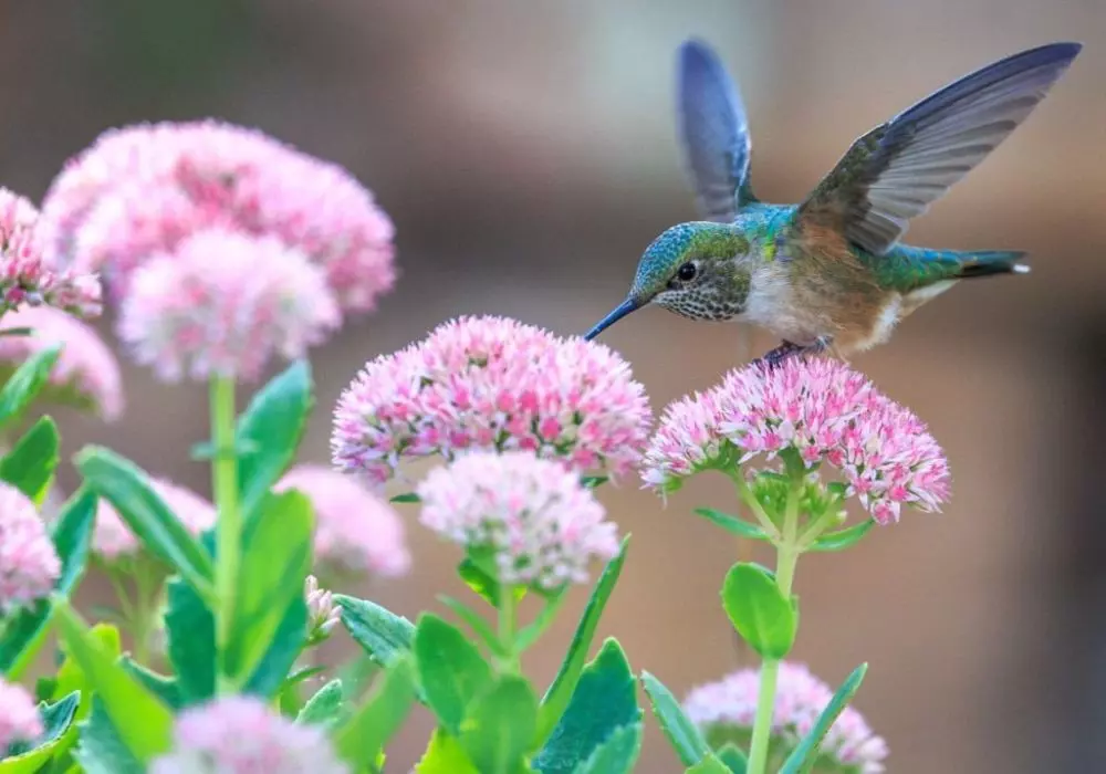 Why Birdwatching Matters