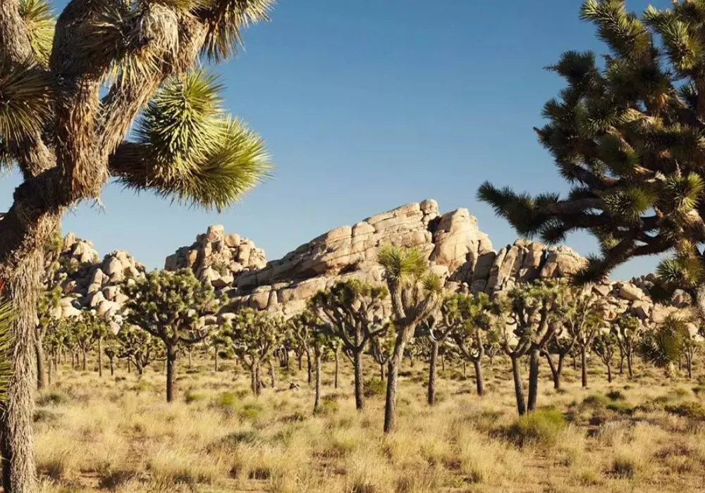 Joshua Tree National Park