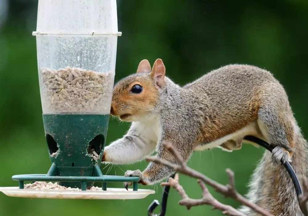 Attract Birds to Your Garden