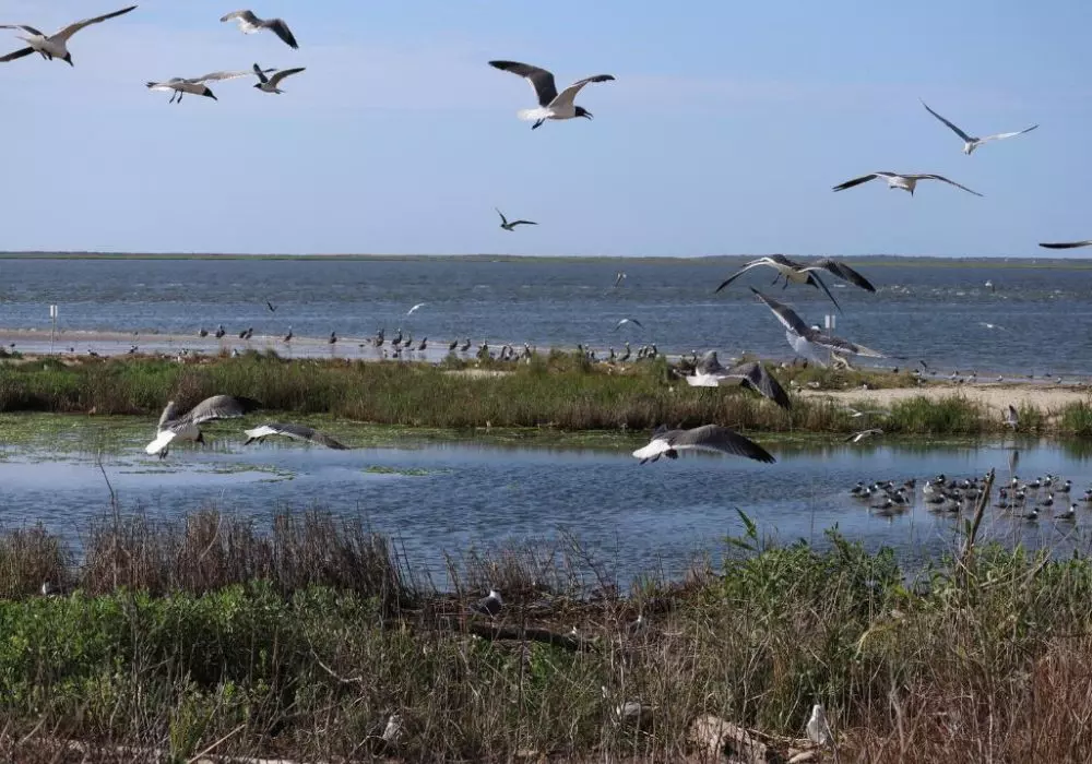 Birding Festivals