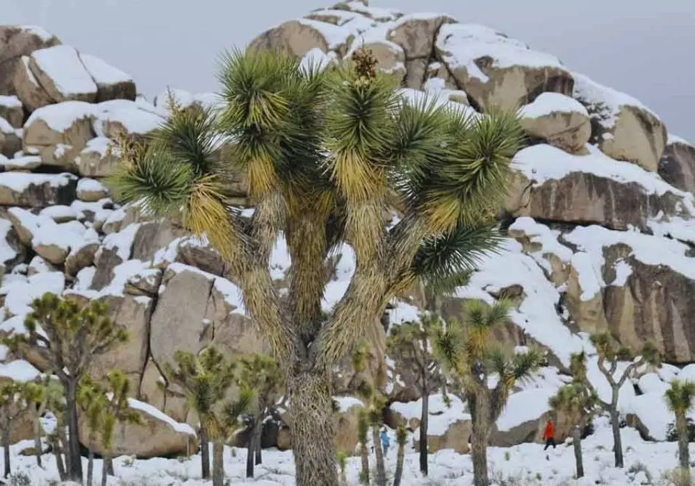 Joshua Tree National Park