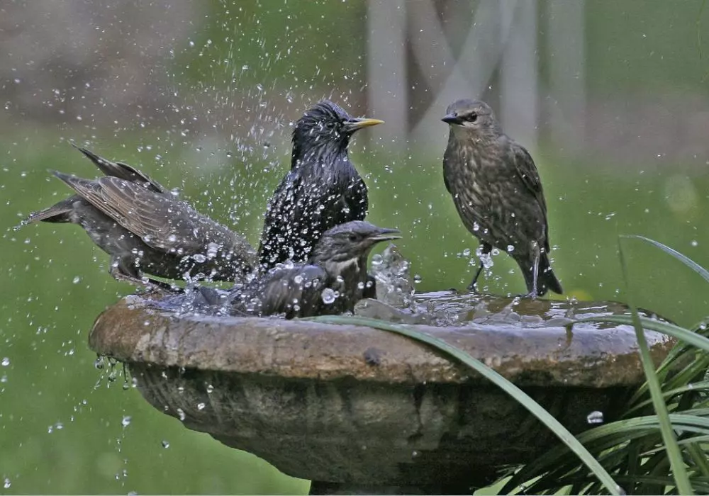 Attract Birds to Your Garden