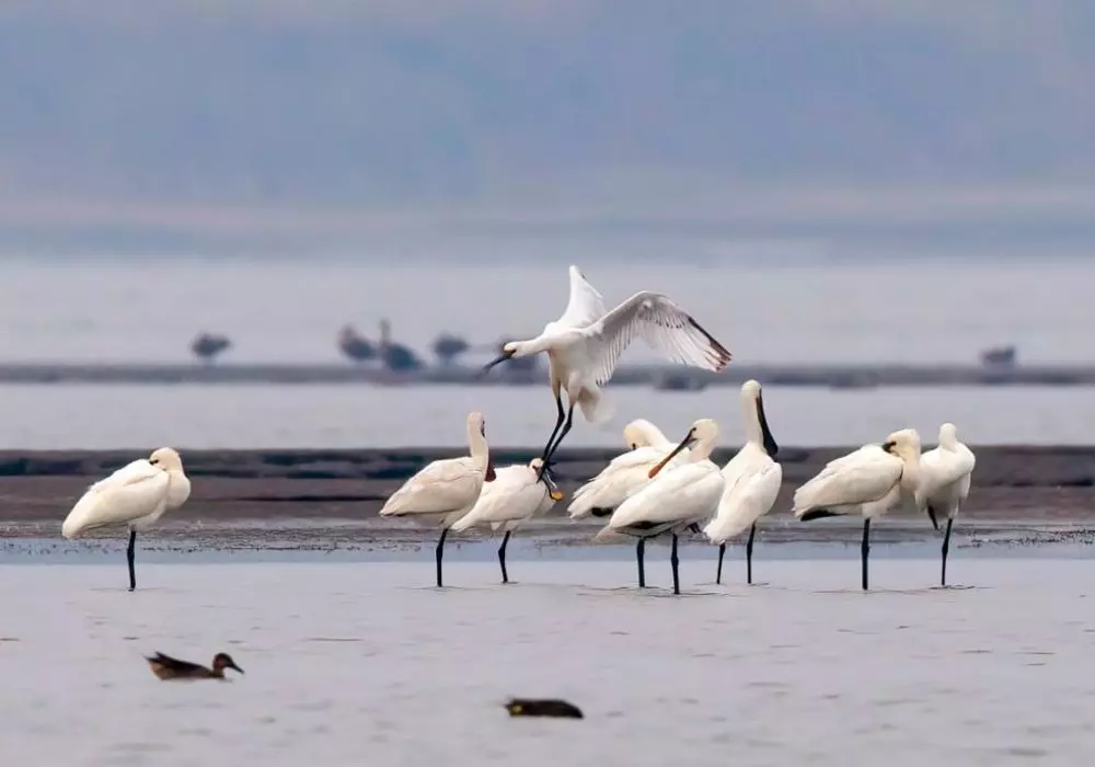 Birding Festivals