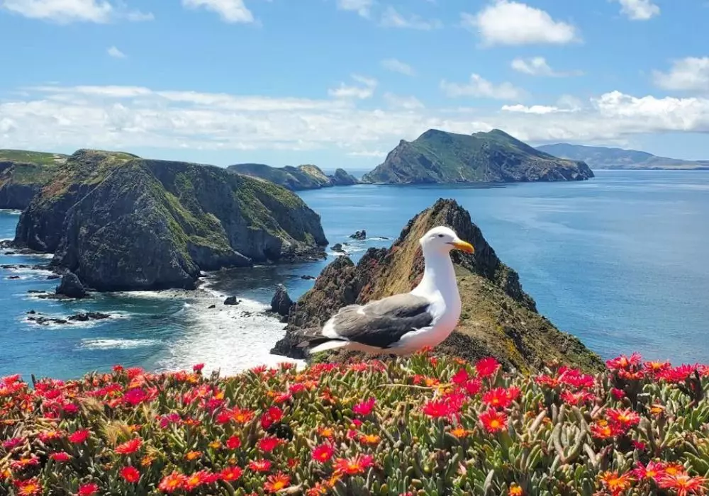 Channel Islands National Park